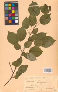 Яблоня лесная Mill., Восточная Европа, Белоруссия (E3a) (Белоруссия)