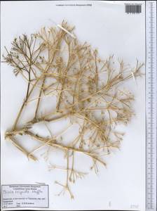 Триния щетинисто-волосистая, Триния щетинистоволосая Hoffm., Средняя Азия и Казахстан, Прикаспийский Устюрт и Северное Приаралье (M8) (Казахстан)