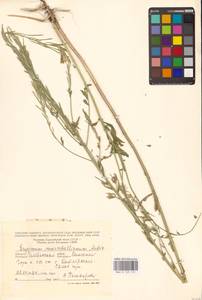 Желтушник душистый Ehrh., Восточная Европа, Восточный район (E10) (Россия)