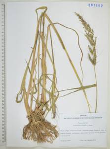 Ежовник обыкновенный, Куриное просо (L.) P.Beauv., Сибирь, Дальний Восток (S6) (Россия)