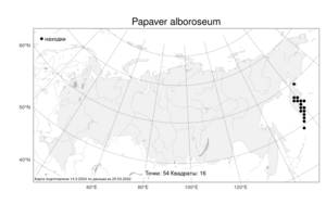 Papaver alboroseum, Oreomecon alborosea (Hultén) Galasso, Banfi & Bartolucci, Атлас флоры России (FLORUS) (Россия)