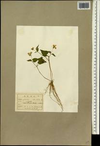 Viola orientalis subsp. xanthopetala (Nakai) Espeut, Зарубежная Азия (ASIA) (КНДР)