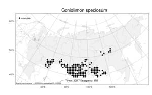 Goniolimon speciosum, Гониолимон красивый (L.) Boiss., Атлас флоры России (FLORUS) (Россия)
