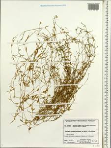 Звездчатка длиннолистная, Звездчатка раскидистая (Regel) Muhl. ex Willd., Сибирь, Центральная Сибирь (S3) (Россия)