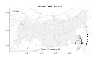Alnus maximowiczii, Ольха Максимовича Callier, Атлас флоры России (FLORUS) (Россия)