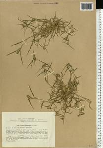 Sporobolus schoenoides (L.) P.M.Peterson, Восточная Европа, Северо-Украинский район (E11) (Украина)