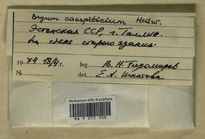 Ptychostomum imbricatulum (Müll. Hal.) Holyoak & N. Pedersen, Гербарий мохообразных, Мхи - Прибалтика (B1)