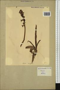 Анакамптис рыхлоцветковый (Lam.) R.M.Bateman, Pridgeon & M.W.Chase, Западная Европа (EUR) (Италия)