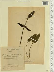 Betonica officinalis subsp. officinalis, Восточная Европа, Белоруссия (E3a) (Белоруссия)