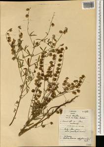 Helianthemum aegyptiacum (L.) Miller, Африка (AFR) (Марокко)