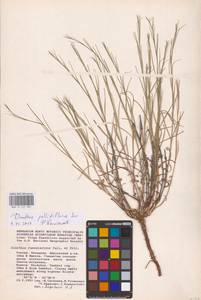 Гвоздика бледная M.Bieb., Восточная Европа, Нижневолжский район (E9) (Россия)