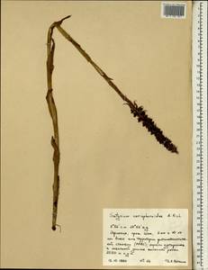 Satyrium coriophoroides A.Rich., Африка (AFR) (Эфиопия)