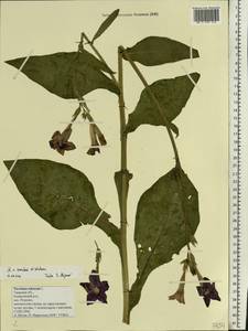 Nicotiana ×sanderae W. Watson, Восточная Европа, Северо-Западный район (E2) (Россия)