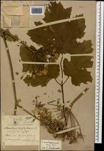 Борщевик Мантегацци Sommier & Levier, Кавказ, Черноморское побережье (от Новороссийска до Адлера) (K3) (Россия)