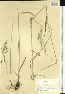 Avenula pubescens (Huds.) Dumort., Сибирь, Алтай и Саяны (S2) (Россия)