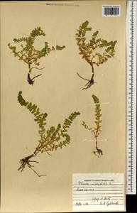 Lysimachia maritima (L.) Galasso, Banfi & Soldano, Монголия (MONG) (Монголия)