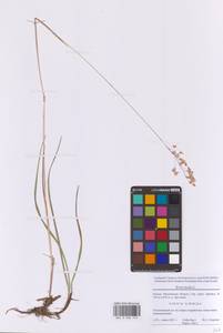 Трясунка средняя L., Восточная Европа, Московская область и Москва (E4a) (Россия)