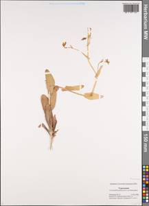 Brassicaceae, Средняя Азия и Казахстан, Каракумы (M6) (Туркмения)