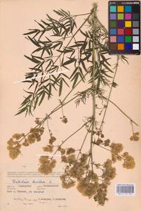 Василисник светлый, Василисник блестящий L., Восточная Европа, Западный район (E3) (Россия)