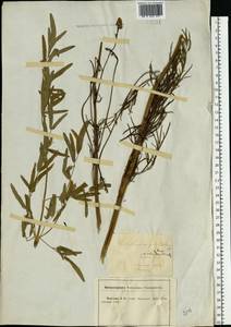 Василисник светлый, Василисник блестящий L., Восточная Европа, Центральный лесостепной район (E6) (Россия)