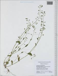 Noccaea perfoliata (L.) Al-Shehbaz, Восточная Европа, Ростовская область (E12a) (Россия)