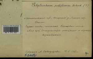 Polytrichum piliferum Hedw., Гербарий мохообразных, Мхи - Архангельская и Вологодская области, Коми, Ненецкий АО (B7) (Россия)
