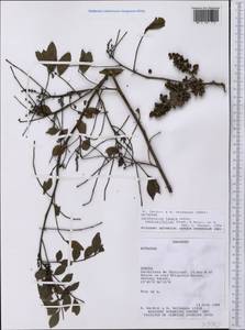 Zanthoxylum fagara subsp. lentiscifolium (Humb. & Bonpl. ex Willd.) Reynel, Америка (AMER) (Парагвай)