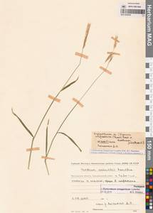 × Elyhordeum, Сибирь, Чукотка и Камчатка (S7) (Россия)