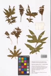 Filipendula angustiloba × palmata, Сибирь, Дальний Восток (S6) (Россия)