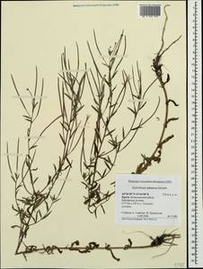 Кипрей четырехгранный L., Крым (KRYM) (Россия)