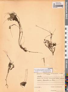 Крупка магаданская Berkut. & A.P.Khokhr., Сибирь, Чукотка и Камчатка (S7) (Россия)