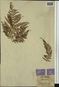 Calochlaena dubia (R. Br.) M. D. Turner & R. A. White, Австралия и Океания (AUSTR) (Австралия)