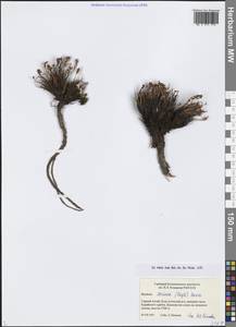 Родиола ярко-красная (Royle) Boriss., Сибирь, Алтай и Саяны (S2) (Россия)