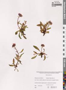 Астра альпийская L., Сибирь, Чукотка и Камчатка (S7) (Россия)