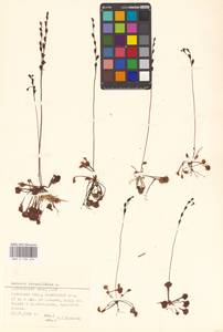 Росянка круглолистная L., Восточная Европа, Северо-Западный район (E2) (Россия)