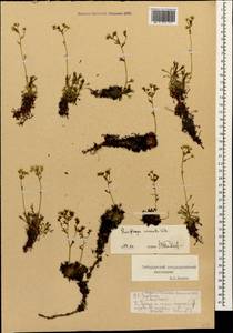 Камнеломка рыхлая Vill., Кавказ, Ставропольский край, Карачаево-Черкесия, Кабардино-Балкария (K1b) (Россия)