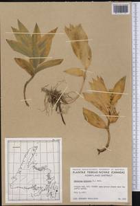 Maianthemum stellatum (L.) Link, Америка (AMER) (Канада)