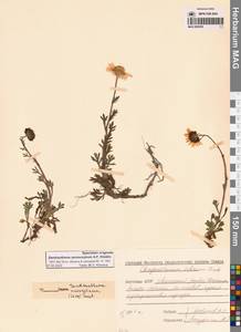 Chrysanthemum zawadzkii subsp. peleiolepis (Trautv.) Zuev, Сибирь, Якутия (S5) (Россия)