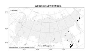 Woodsia subintermedia, Woodsia taishanensis F. Z. Li & C. K. Ni, Атлас флоры России (FLORUS) (Россия)