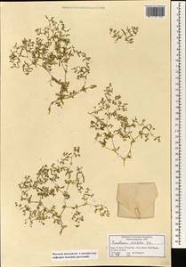 Trianthema triquetra Willd. ex Spreng., Зарубежная Азия (ASIA) (Израиль)