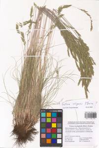 Овсяница волжская P.A.Smirn., Восточная Европа, Нижневолжский район (E9) (Россия)