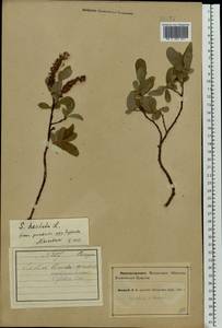 Ива копьевидная L., Восточная Европа, Северный район (E1) (Россия)