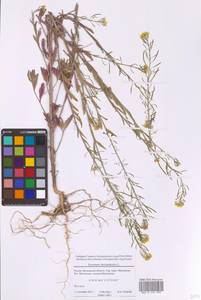 Желтушник левкойный L., Восточная Европа, Московская область и Москва (E4a) (Россия)