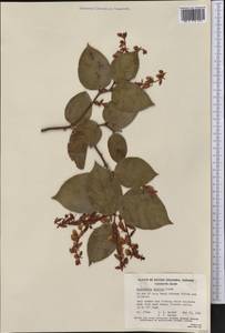 Gaultheria shallon Pursh, Америка (AMER) (Канада)