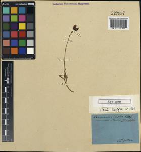 Campanula stevenii subsp. stevenii, Кавказ, Дагестан (K2) (Россия)