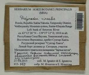 Didymodon validus Limpr., Гербарий мохообразных, Мхи - Якутия (B19) (Россия)