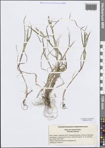 Лисохвост равный Sobol., Восточная Европа, Средневолжский район (E8) (Россия)