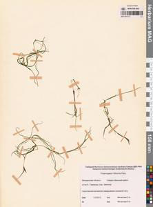 Штукения нитевидная, Рдест нитевидный (Pers.) Börner, Сибирь, Чукотка и Камчатка (S7) (Россия)