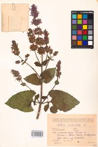 MHA 0 156 474, Шалфей мутовчатый L., Восточная Европа, Центральный лесостепной район (E6) (Россия)