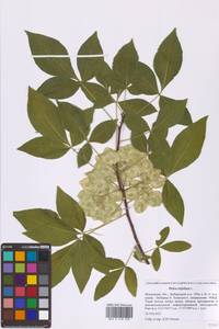 Вязовник трехлисточковый, Птелея трехлисточковая L., Восточная Европа, Московская область и Москва (E4a) (Россия)